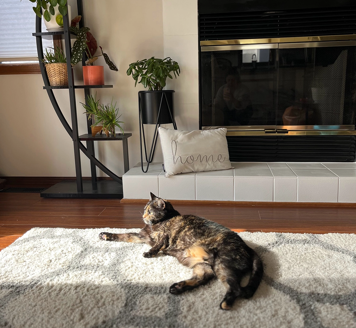 lazy cat laying in sun on rug by fireplace